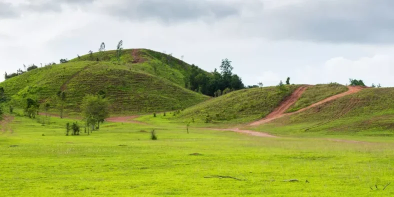 What Are the Differences Between Warm and Cool Season Grasses?