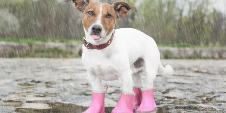 The Most Popular Pet Boots for Outdoor Walking and Hiking